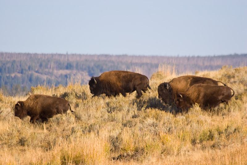 Running Bison